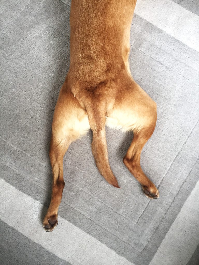 This image has an empty alt attribute; its file name is relaxed-dog-with-outstretched-legs-sploot-position-768x1024.jpg